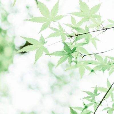 共和党拒绝参议院民主党关于国土安全部拨款的还价方案