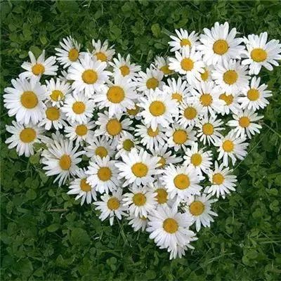 樱花情侣装扮模拟器